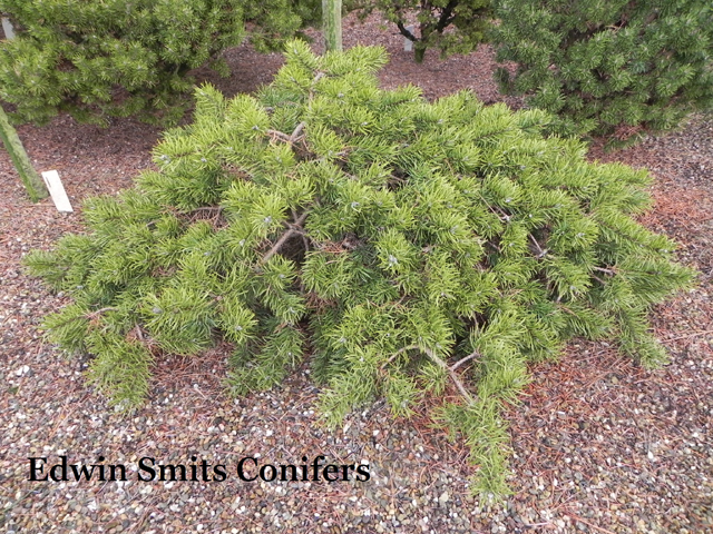 Pinus banksiana 'Tucker's Dwarf'